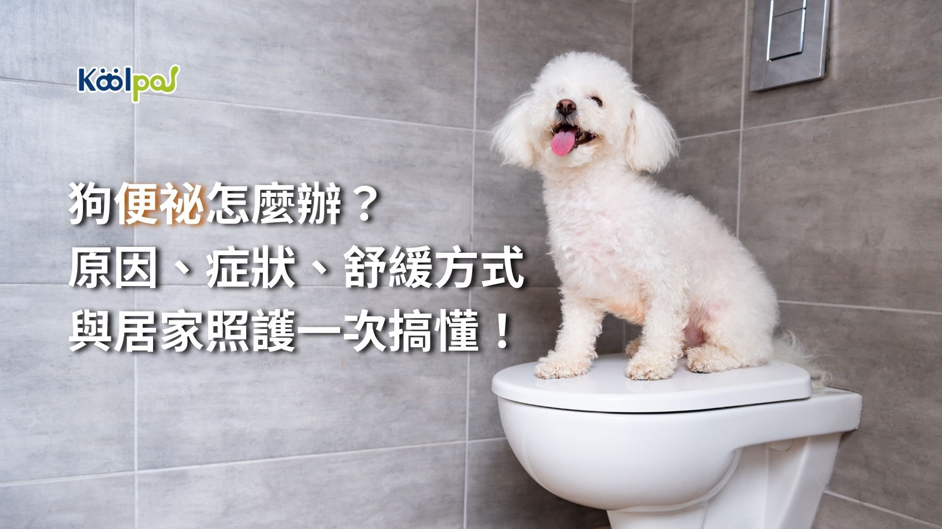 狗便秘怎麼辦？原因、症狀、舒緩方式