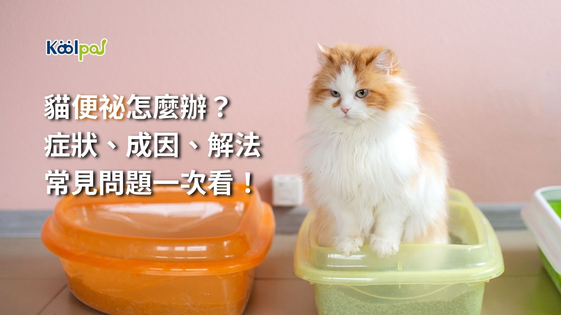 貓便秘怎麼辦？症狀、成因、解法一次看