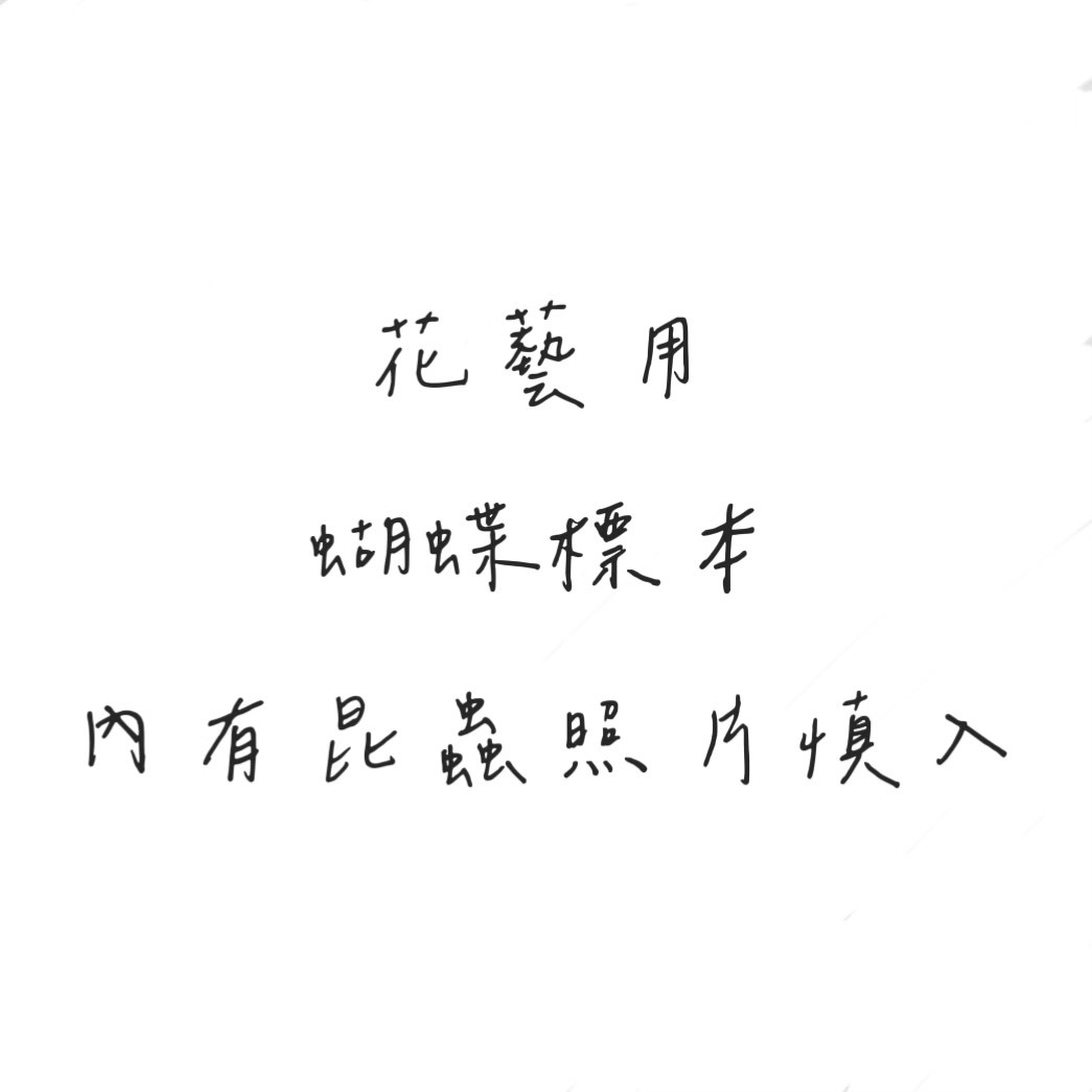 花藝用 蝴蝶標本 (單入)