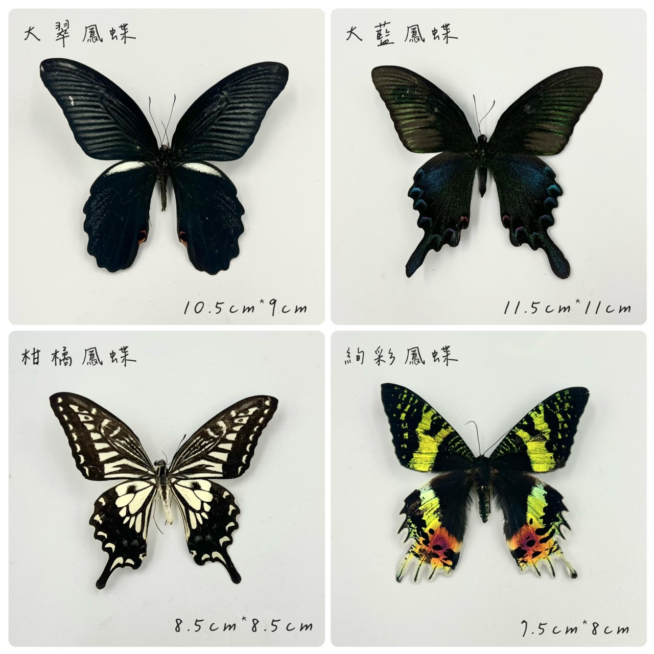 花藝用 蝴蝶標本 (單入)