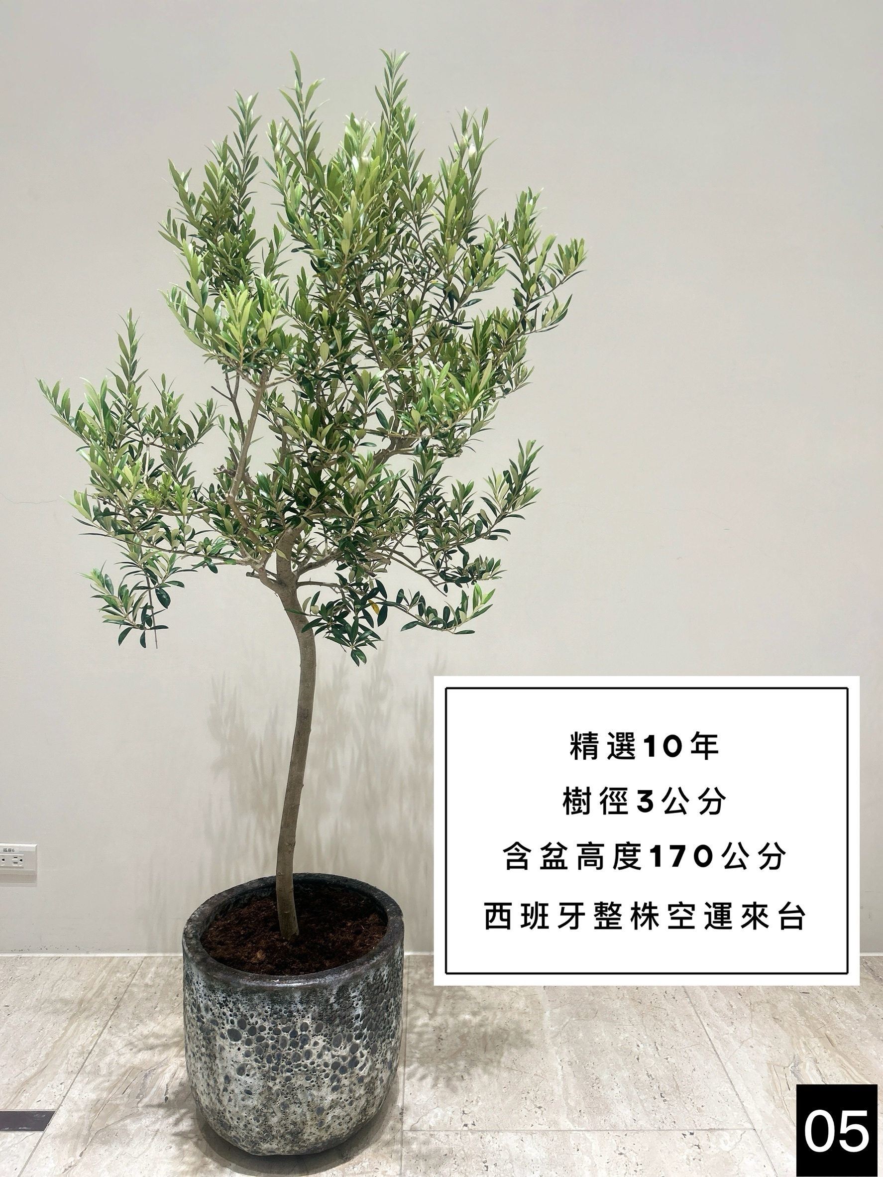 【橄享】 Olive tree 10年樹齡 西班牙進口 西班牙銀葉油橄欖樹 橄欖樹 油橄欖樹 銀葉橄欖樹 銀葉油橄欖 陽台植物