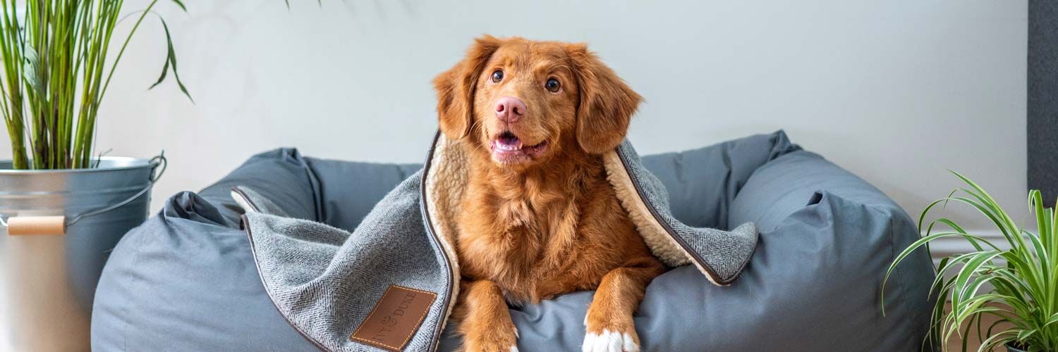 狗狗-開心自在-黃金獵犬