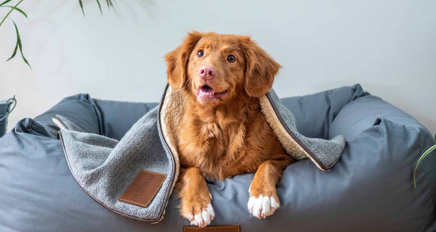 狗狗-開心自在-黃金獵犬