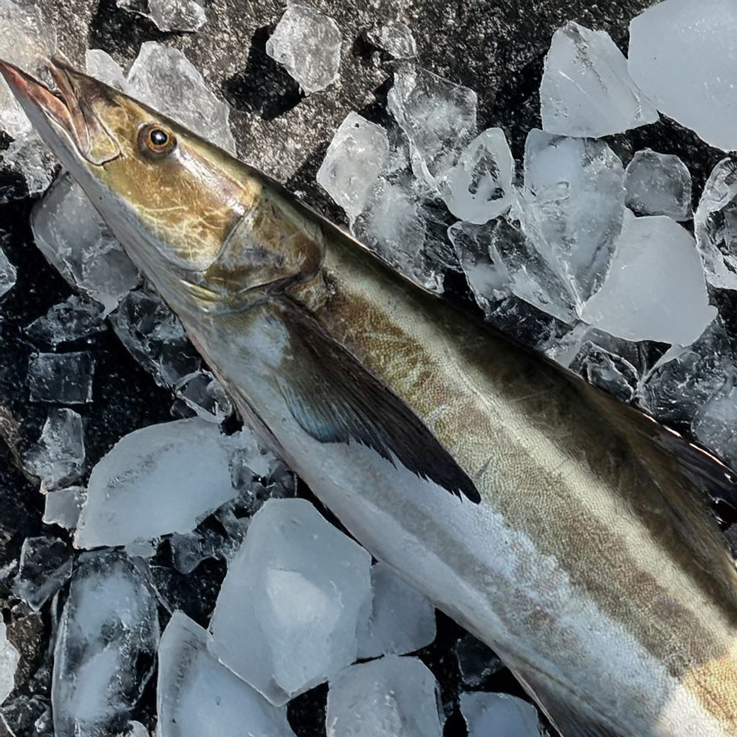 【老饕最愛】澎湖野生海鱺魚