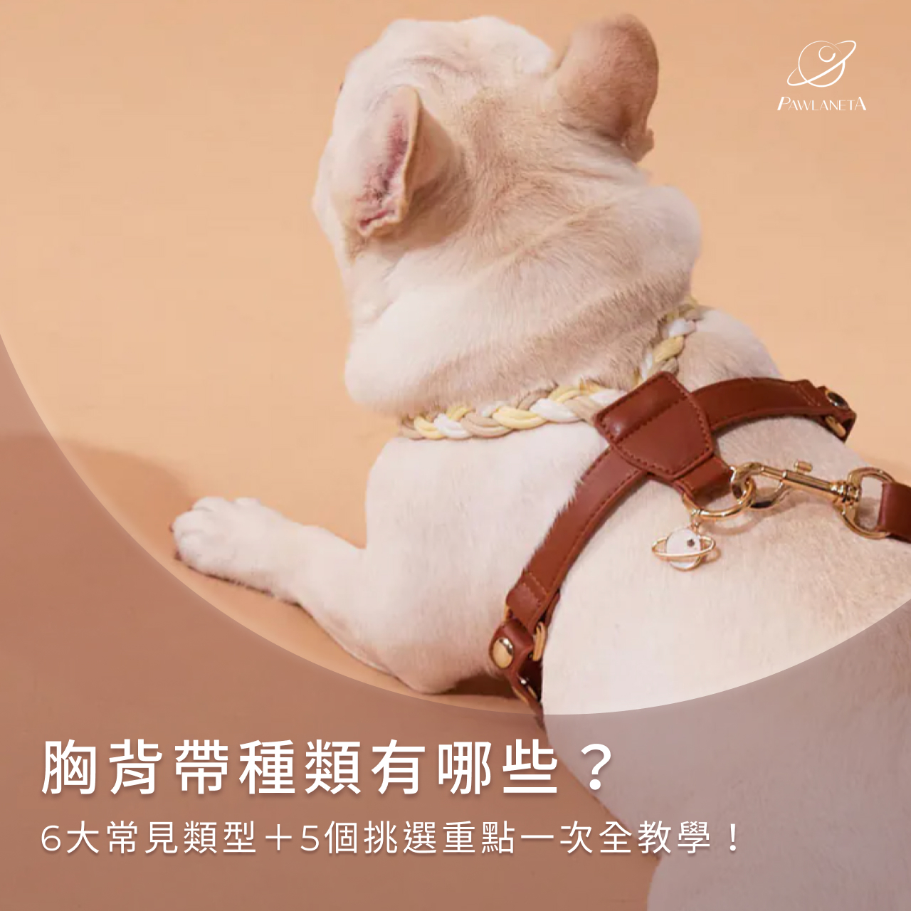 胸背帶種類有哪些？6大常見類型＋5個挑選重點一次全教學！