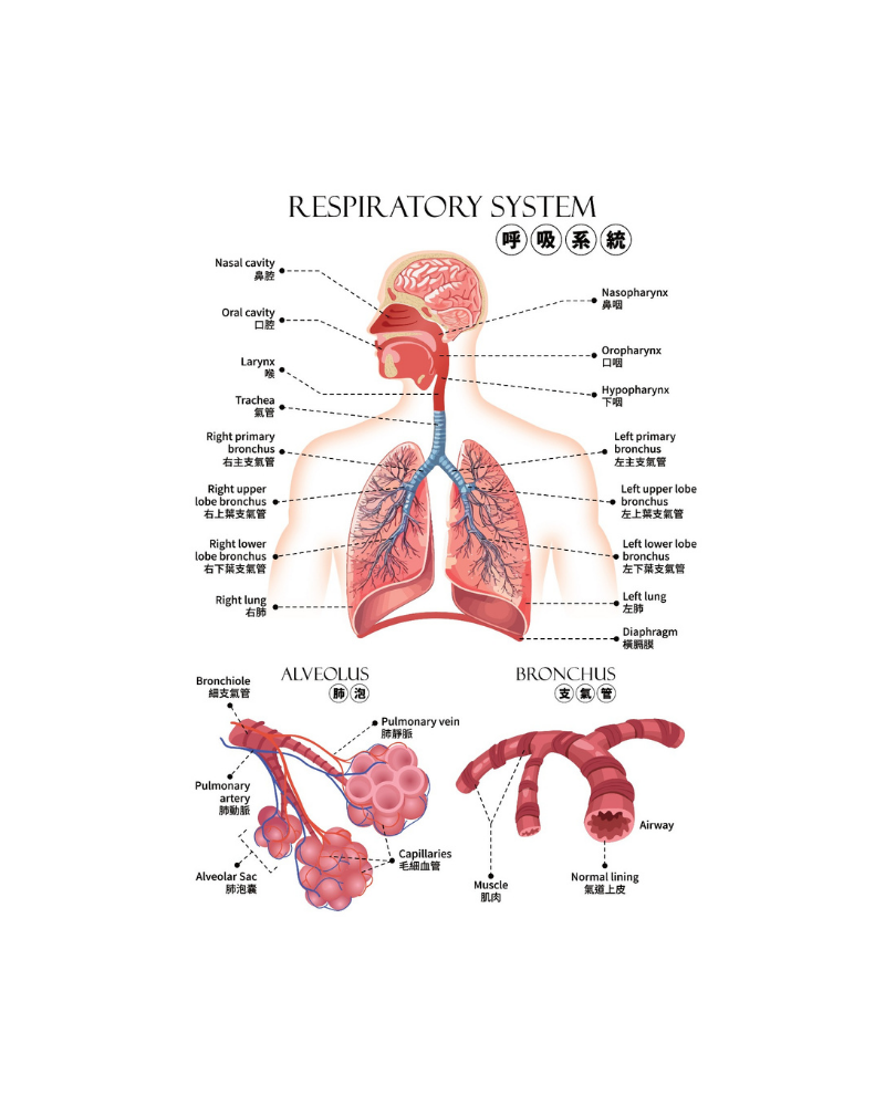 知識就是力量 呼吸系統文件夾 A4