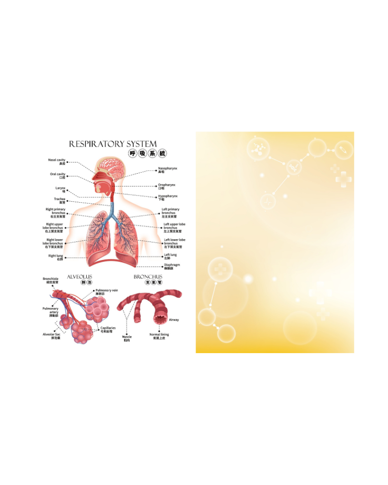 知識就是力量 呼吸系統文件夾 A4