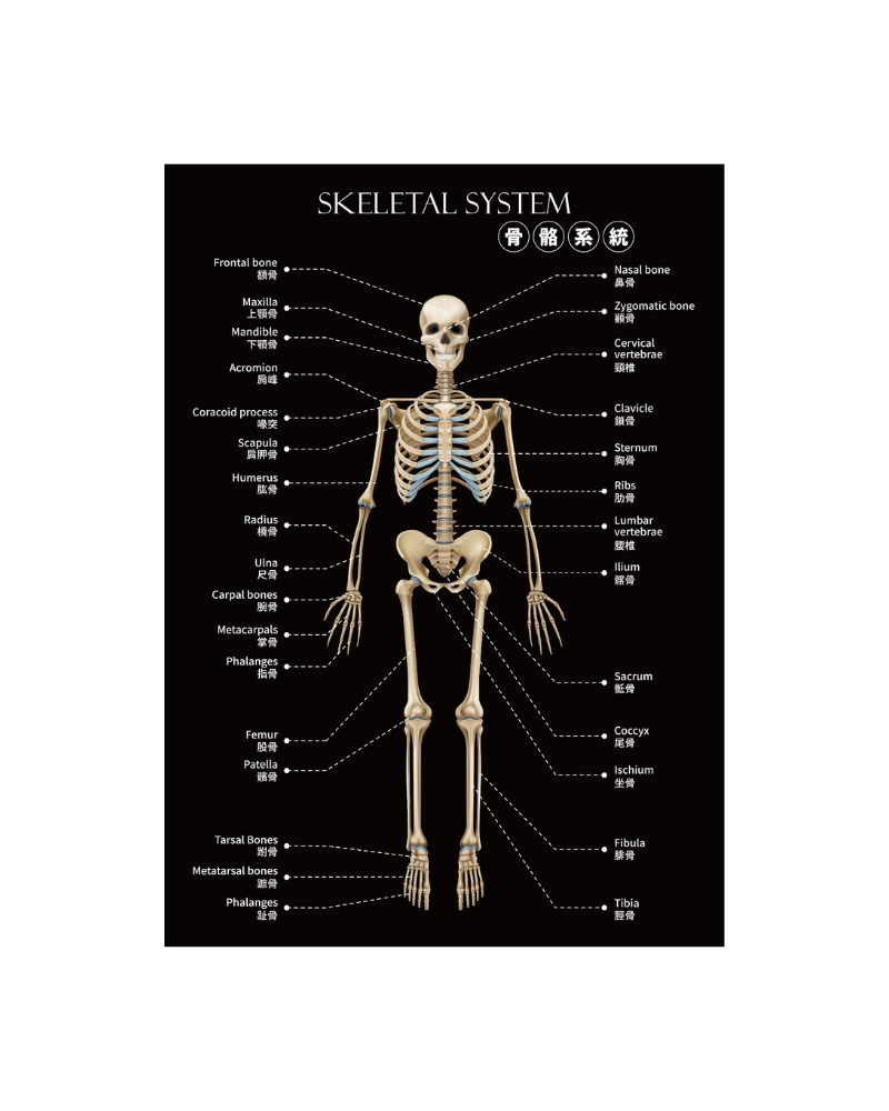 知識就是力量 骨骼系統文件夾 A4
