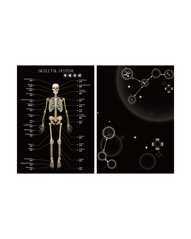 知識就是力量 骨骼系統文件夾 A4