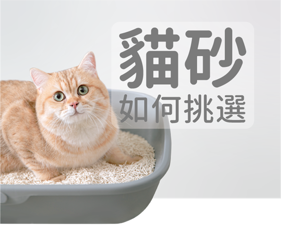 橘色虎斑貓坐在貓砂盆裡，旁邊有貓砂如何挑選的配文