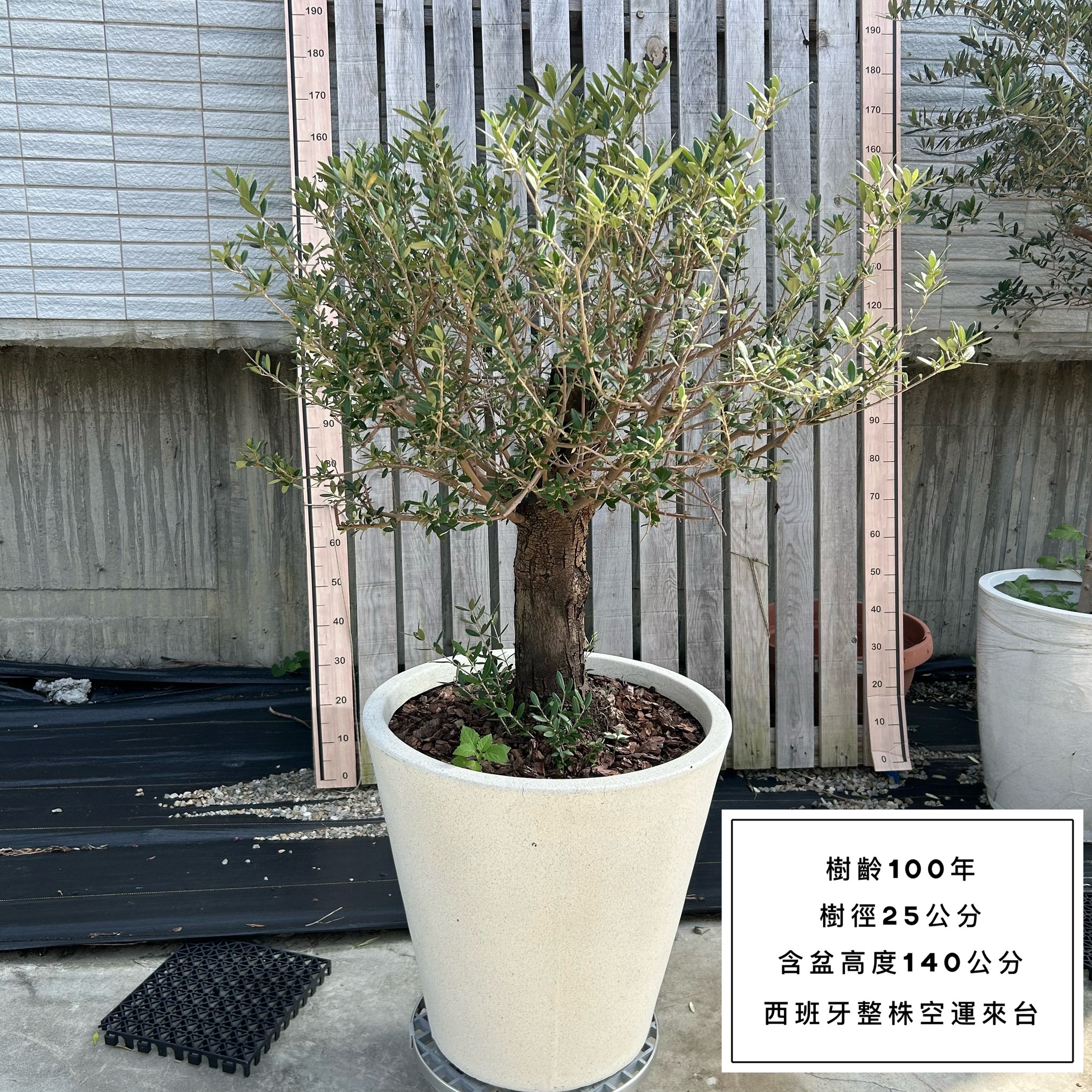 【橄享】 Olive Tree 100年老樹 西班牙進口 橄欖樹 銀葉橄欖 銀葉油橄欖樹 盆景造型 景觀設計 商空設計 門店餐廳