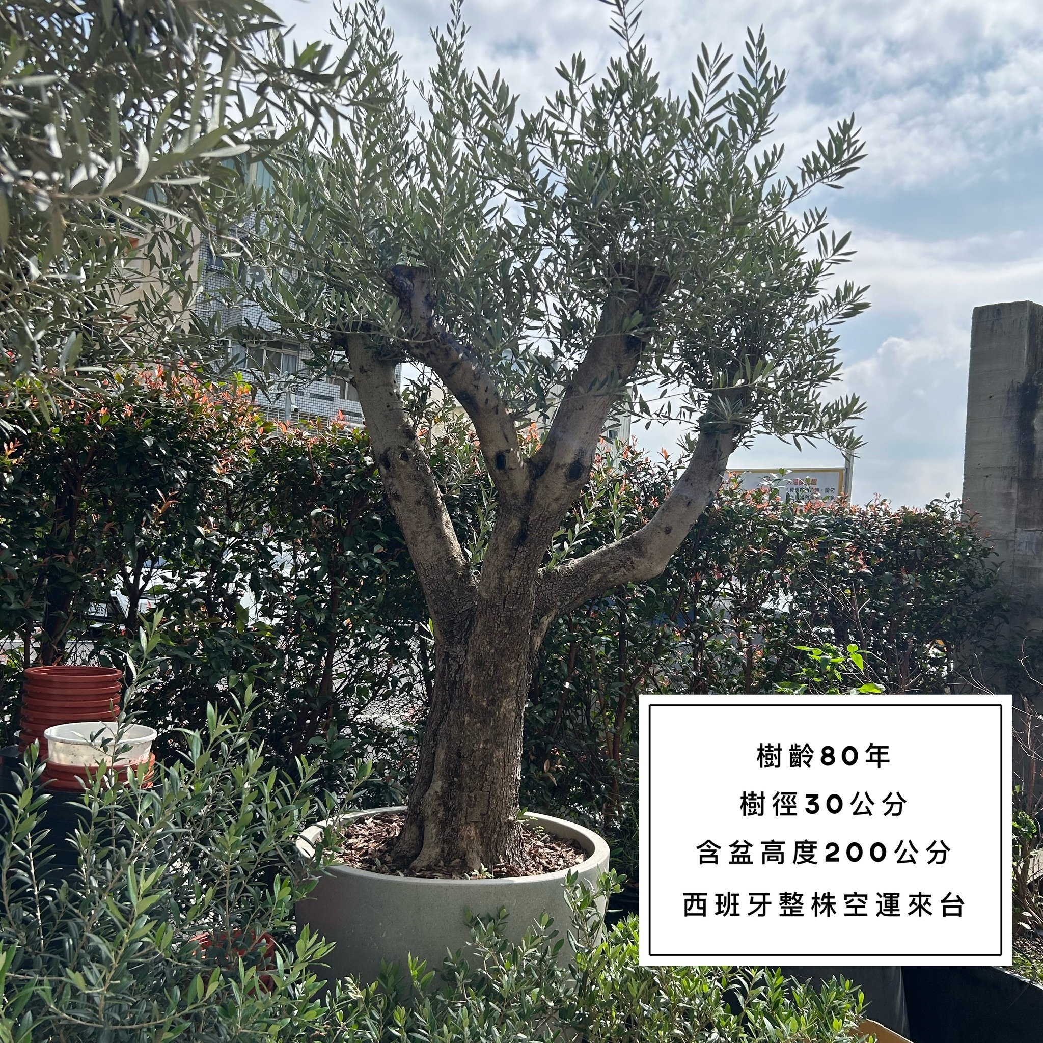 【橄享】Olive Tree 80老樹 西班牙進口 橄欖樹 銀葉橄欖 銀葉油橄欖樹 盆景造型 景觀設計 商空設計 門店餐廳