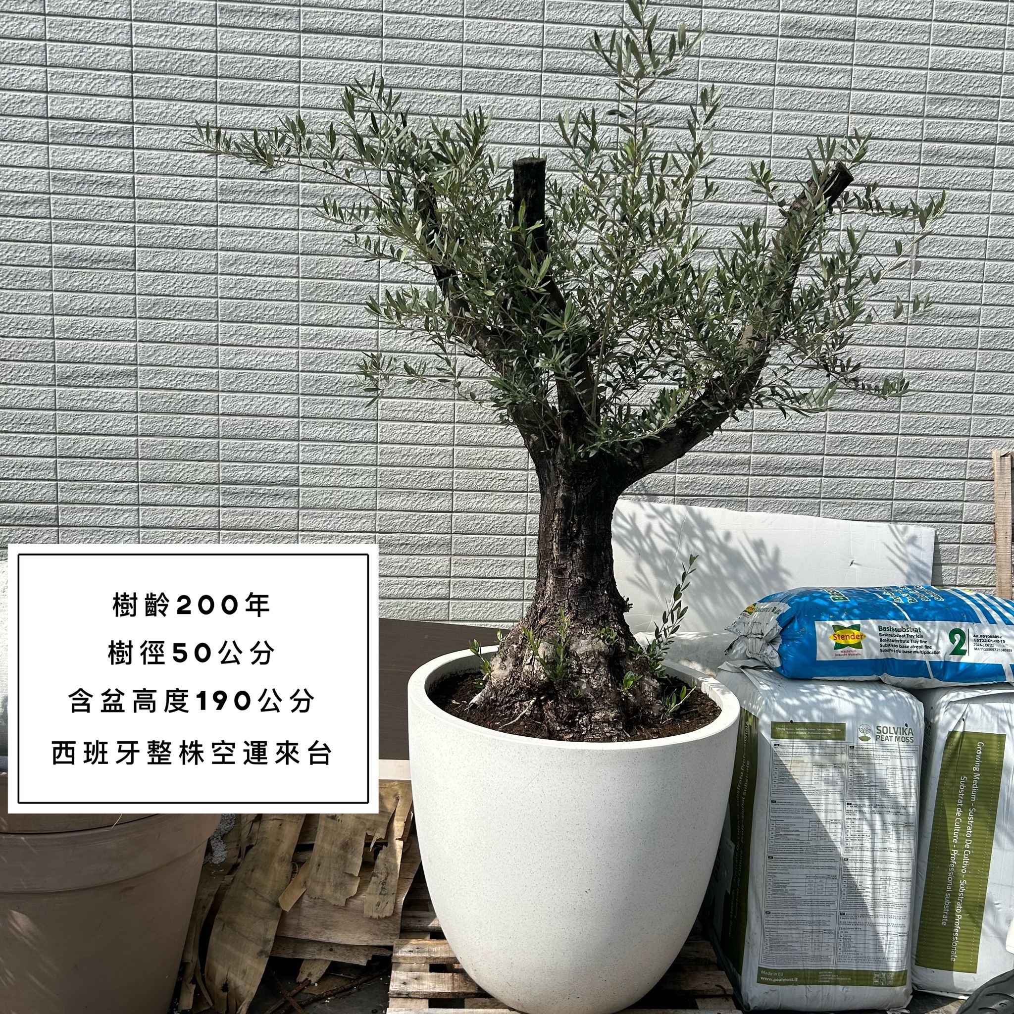 【橄享】Olive Tree 200年老樹 西班牙進口 橄欖樹 銀葉橄欖 銀葉油橄欖樹 盆景造型 景觀設計 商空設計 門店餐廳