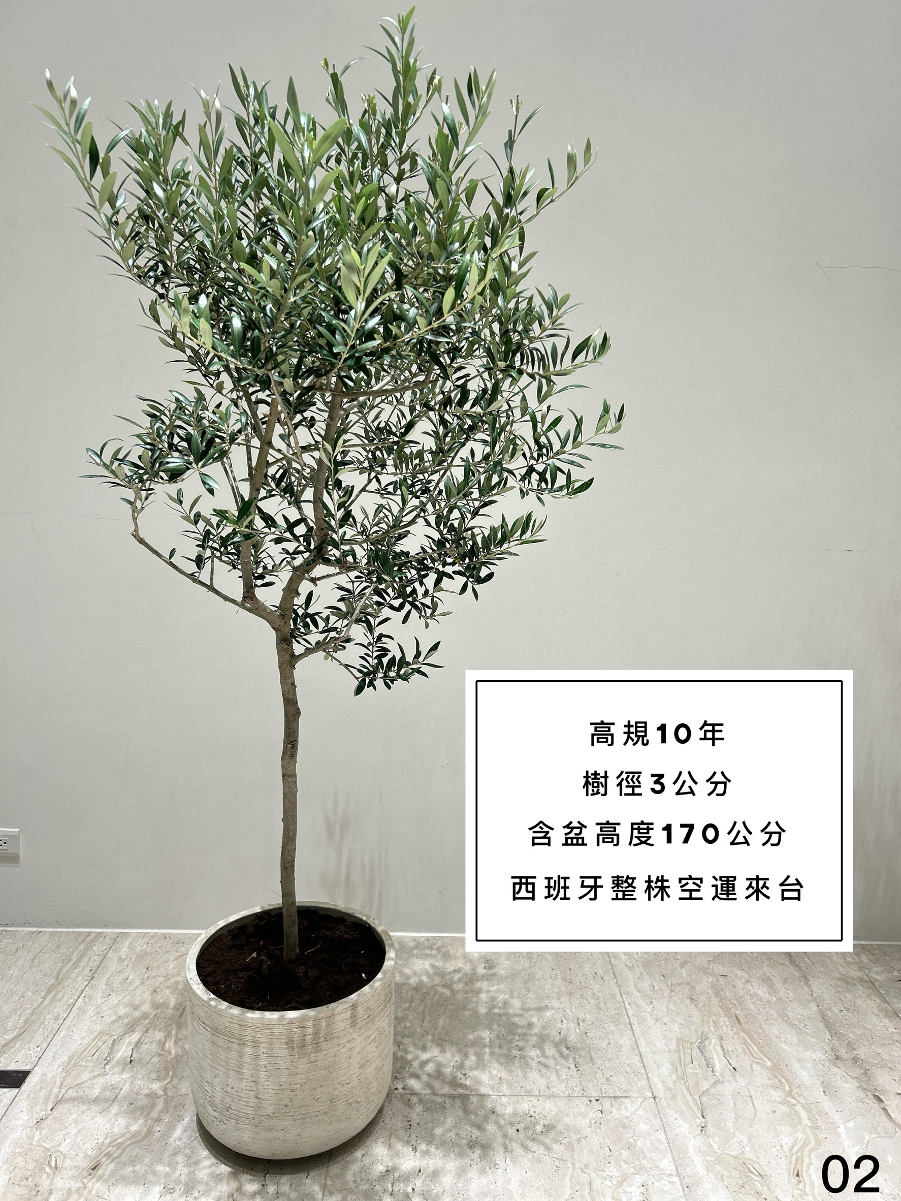 【橄享】 Olive tree 10年樹齡 西班牙進口 西班牙銀葉油橄欖樹 橄欖樹 油橄欖樹 銀葉橄欖樹 銀葉油橄欖 陽台植物