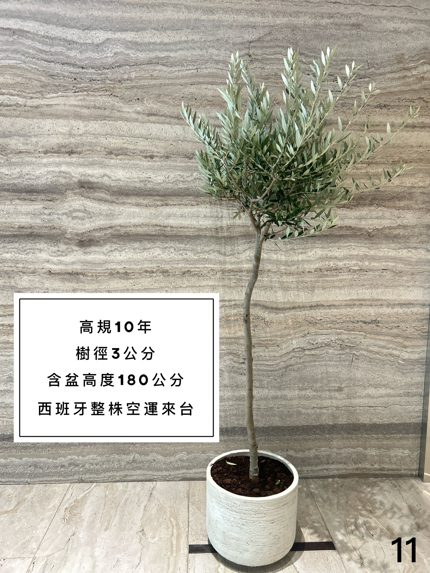 【橄享】 Olive tree 10年樹齡 西班牙進口 西班牙銀葉油橄欖樹 橄欖樹 油橄欖樹 銀葉橄欖樹 銀葉油橄欖 陽台植物