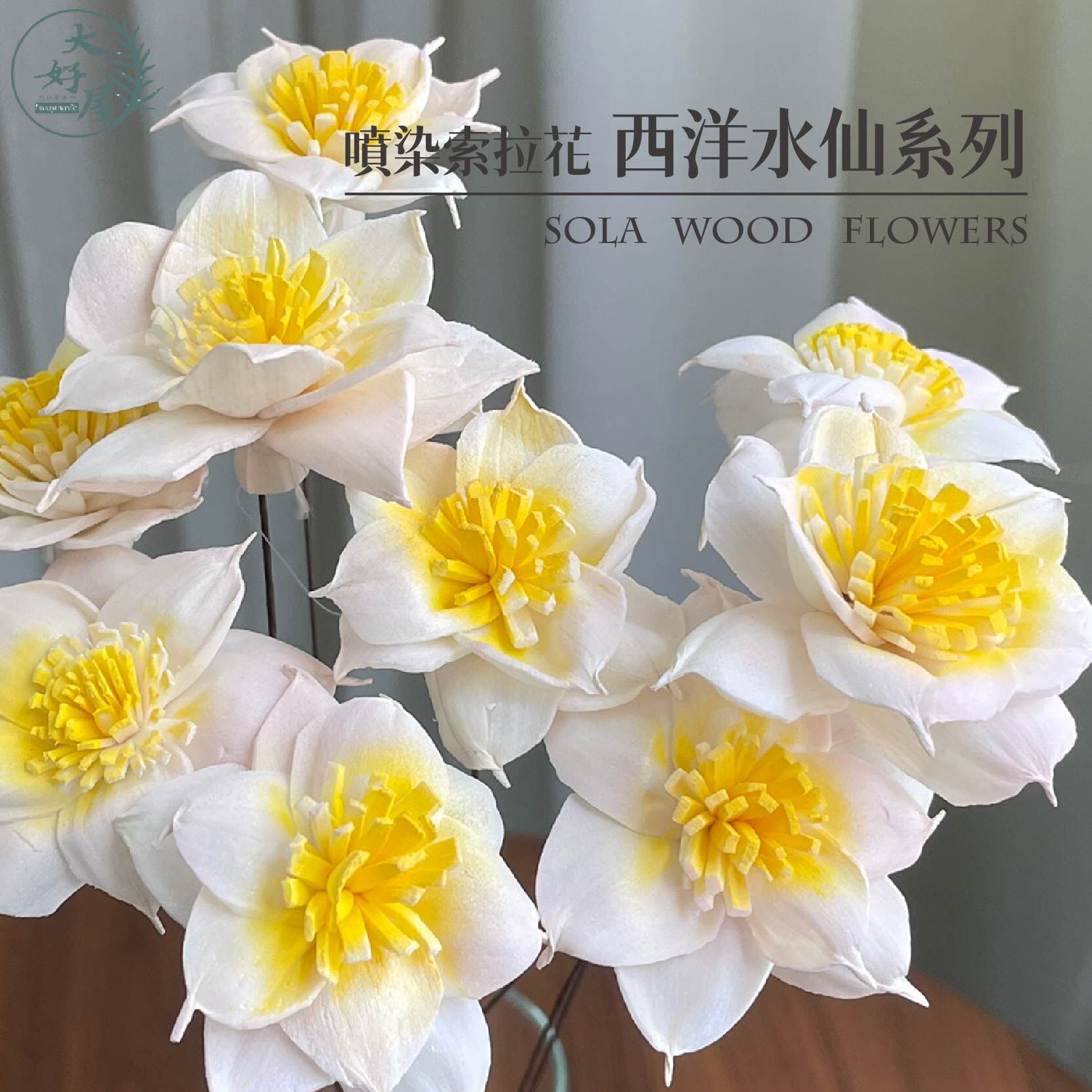 噴染索拉西洋水仙系列