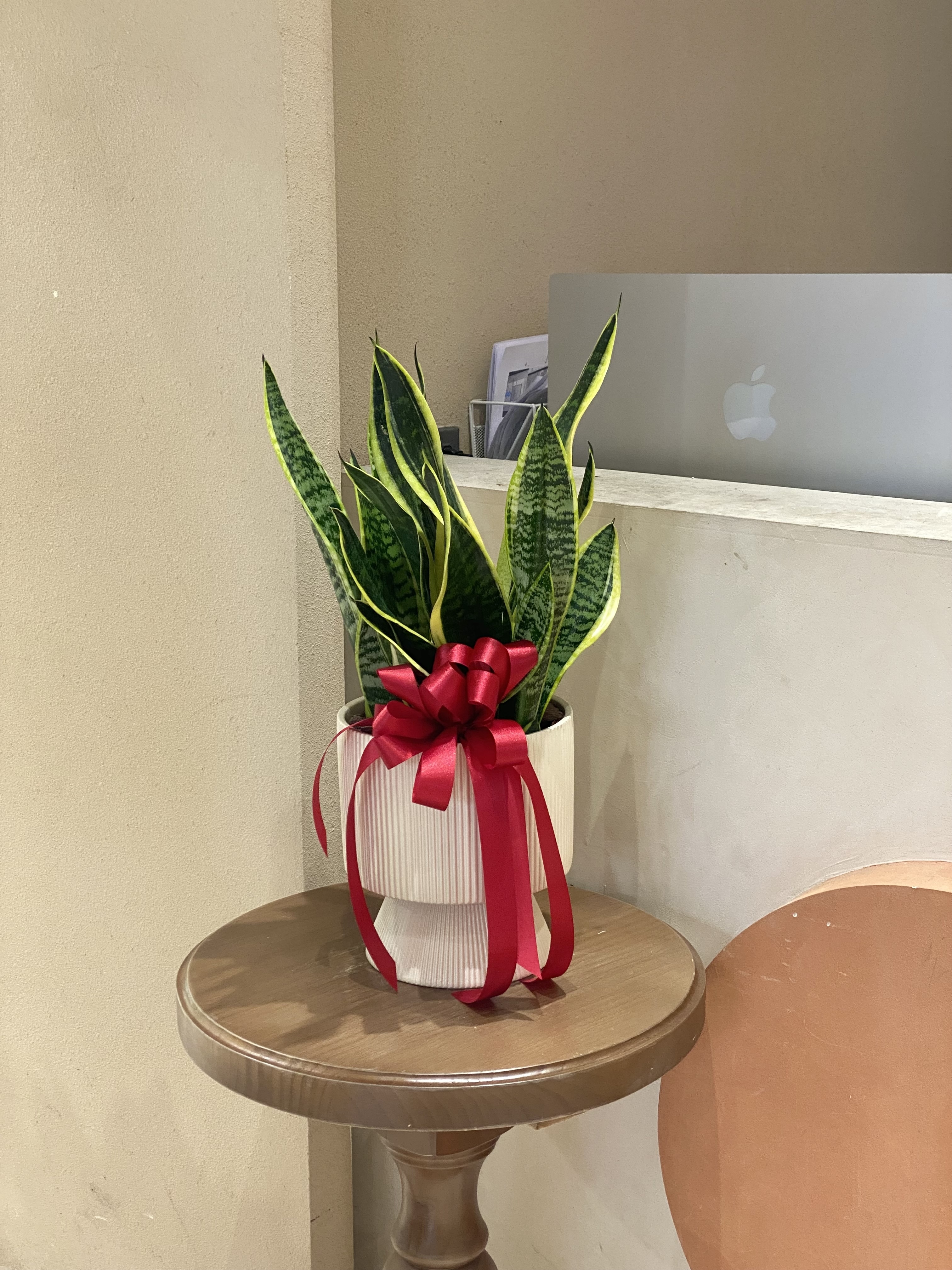 【現貨】金邊虎尾蘭-07