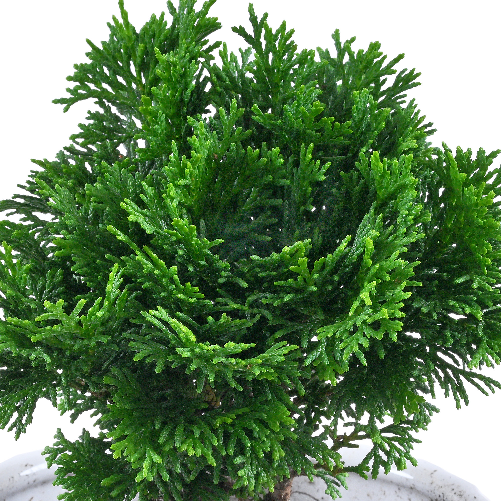 青檜(4寸盆栽)(圓盆)