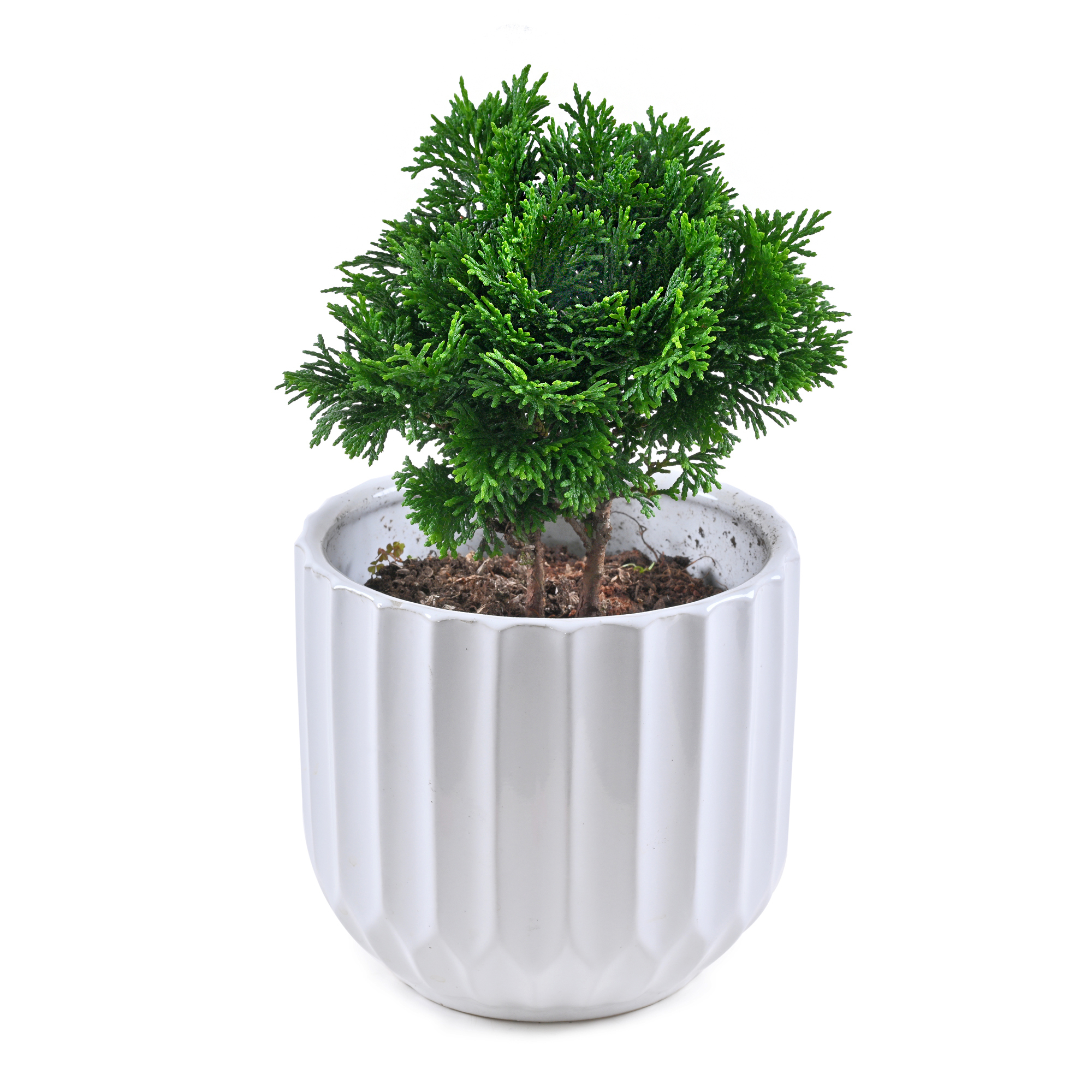 青檜(4寸盆栽)(圓盆)