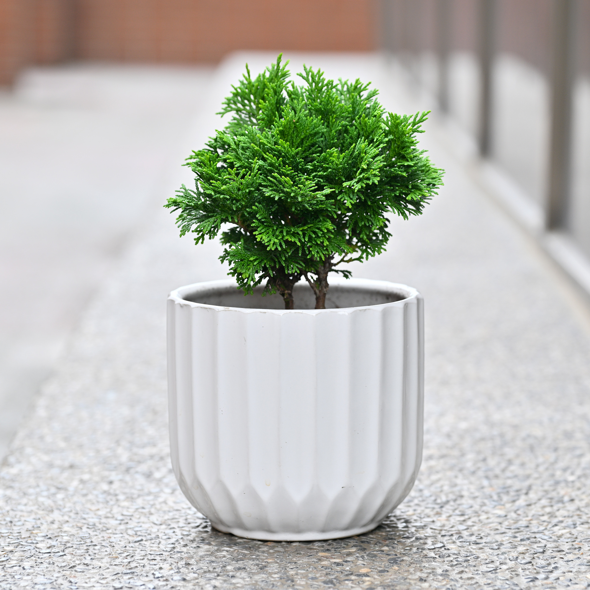 青檜(4寸盆栽)(圓盆)