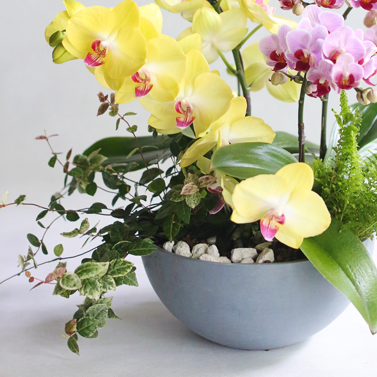 碧洛 中秋蝴蝶蘭花禮 / 官網限定優惠