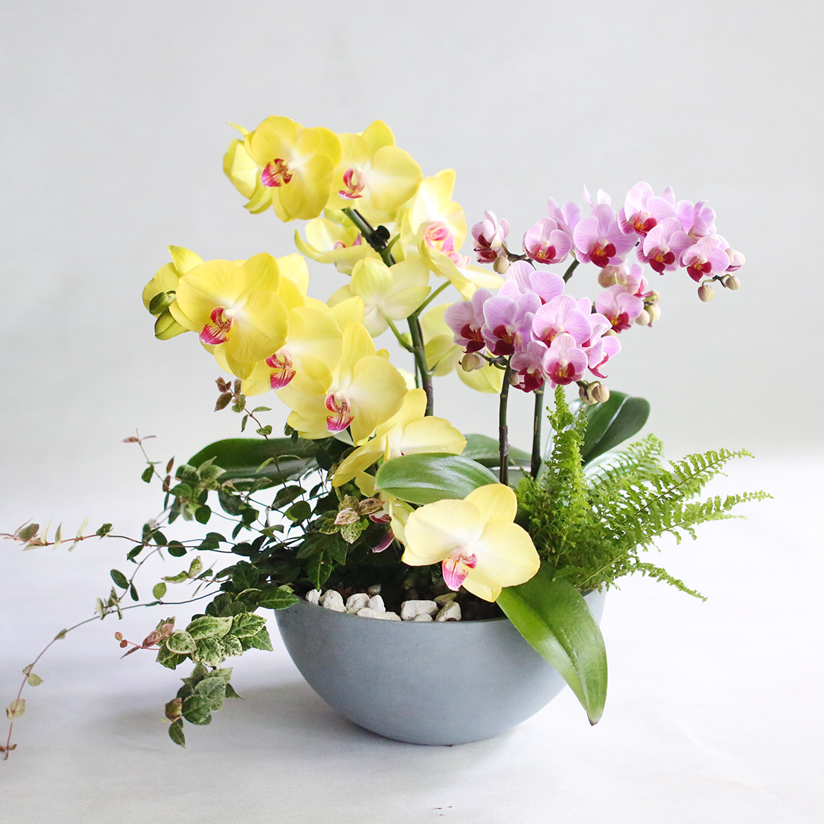 碧洛 中秋蝴蝶蘭花禮 / 官網限定優惠
