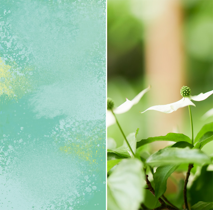 埃塞俄比亞 Halo - 25 年 12 月烘焙