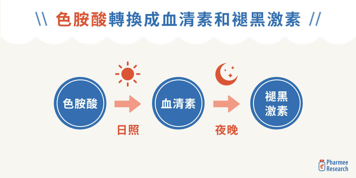 色胺酸轉換成血清素和褪黑激素的過程