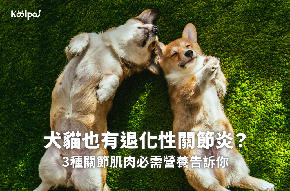 犬貓退化性關節炎怎麼治療