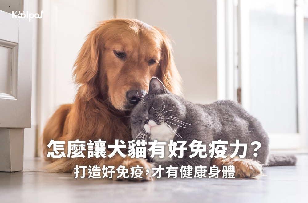 怎麼維持犬貓免疫力？瞭解免疫系統抵抗外在威脅