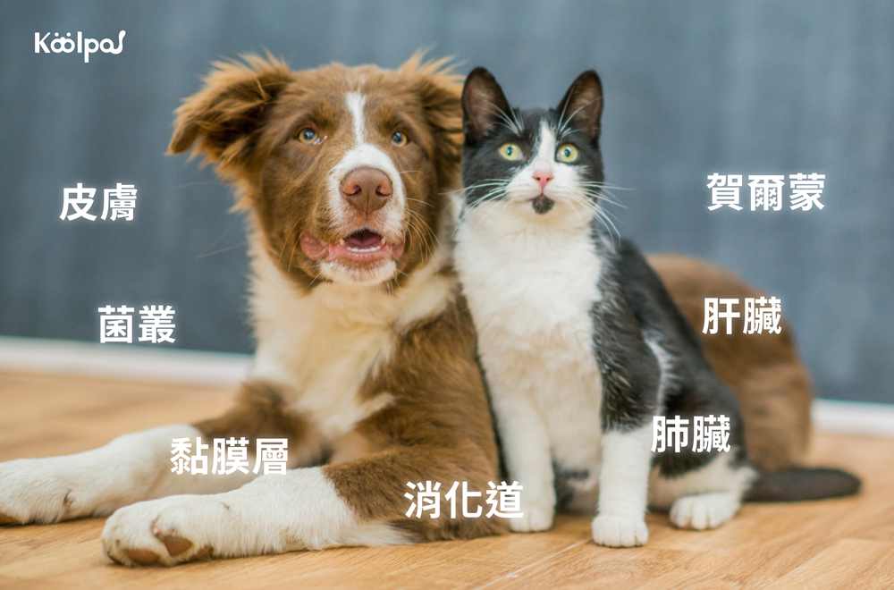 犬貓的免疫系統