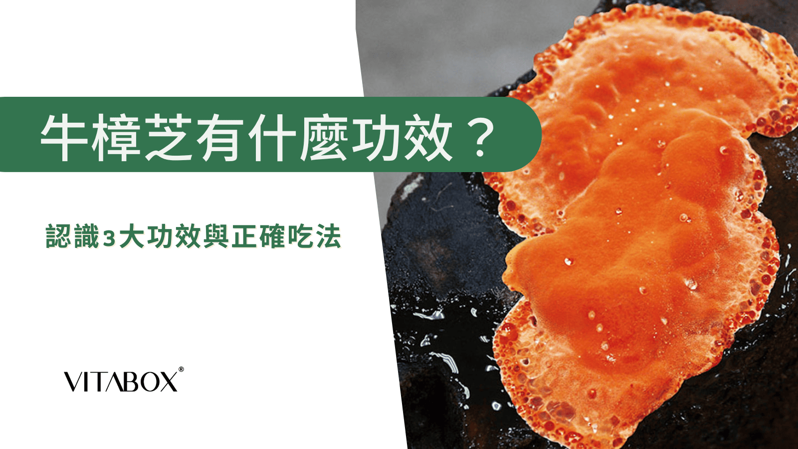 牛樟芝功效是什麼？