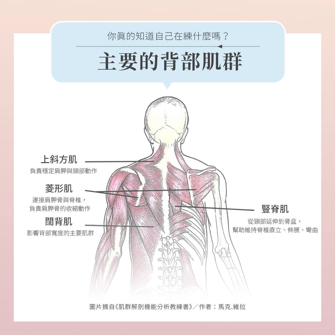 背部主要肌群介紹