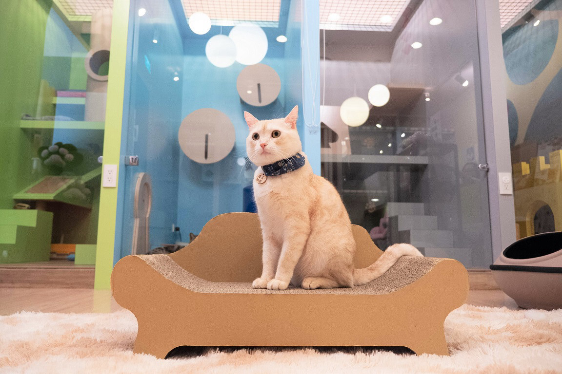 台灣CO.CO.CAT酷酷貓｜貴貓椅貓抓板