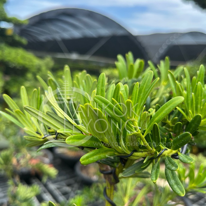 TKL - Big Size Bonsai Podocarpus Diamond 80cm 原生金钻罗汉松造型盆景