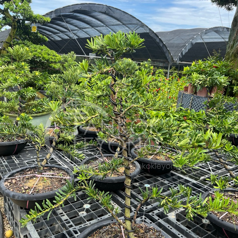 TKL - Big Size Bonsai Podocarpus Diamond 80cm 原生金钻罗汉松造型盆景