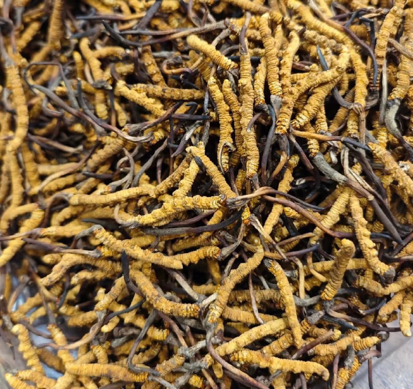 【直播】LL1027999 野生冬蟲夏草 8.5g (約60-70條) (加送美國溏心無花果 半磅裝 價值$1XX)