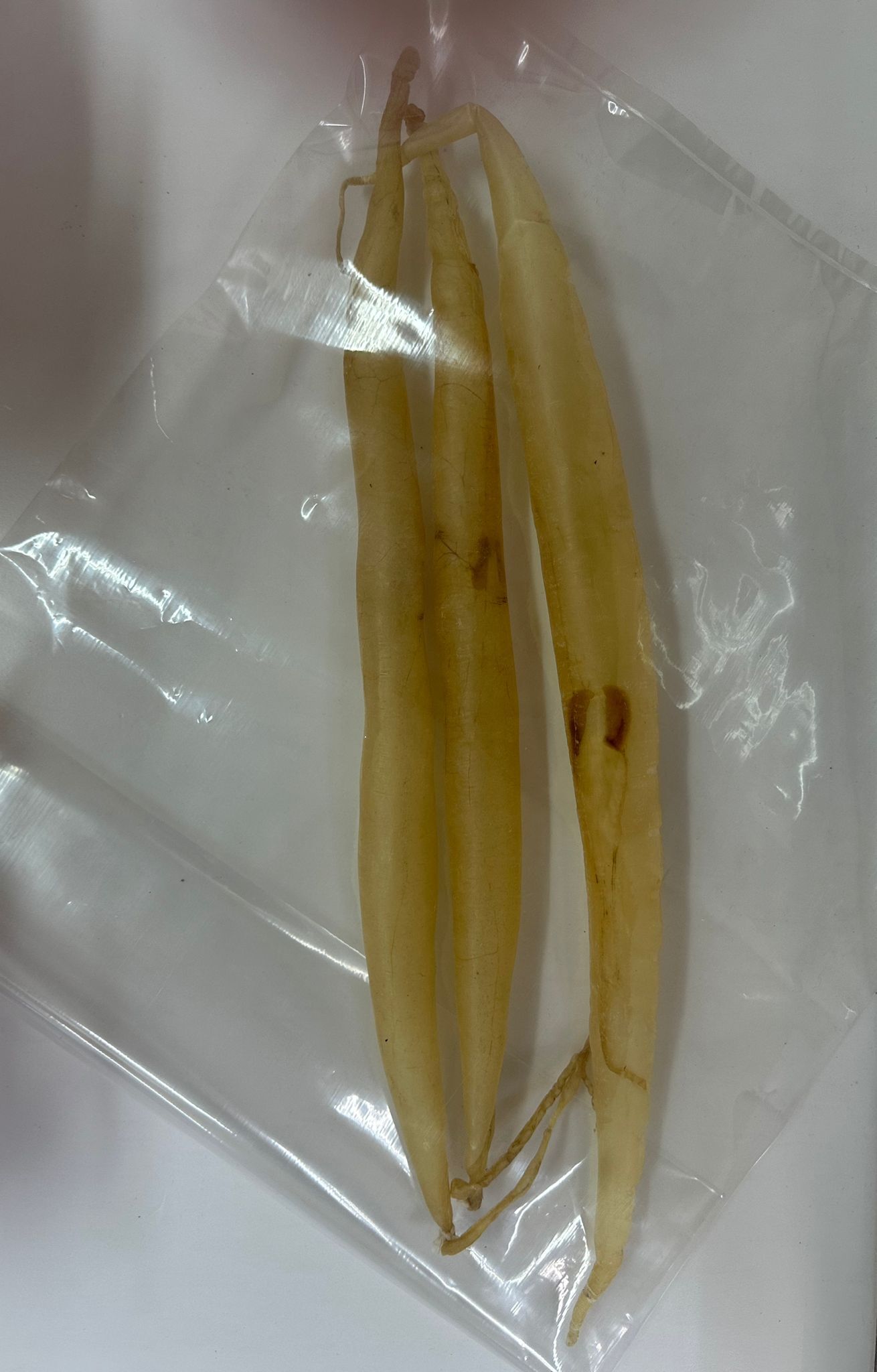 【直播】LL081046 特大頂級鱔肚 100g