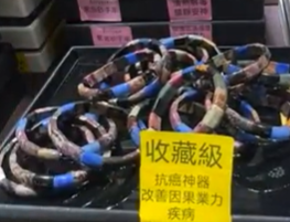 250809 - C33 收藏級彩花舒俱萊手排