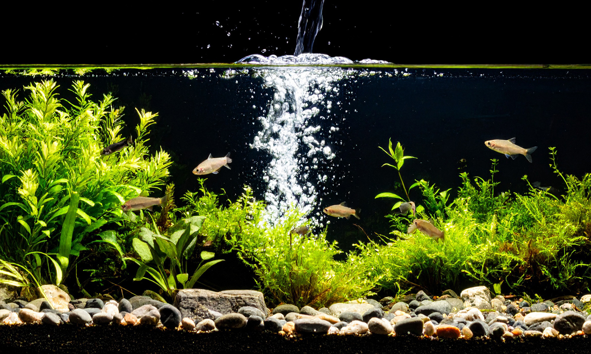 出門前可以適量添加水質穩定劑，幫助維持水中的生物平衡。水質調節產品能夠有效維持pH值穩定，減少水質波動對魚兒造成的壓力