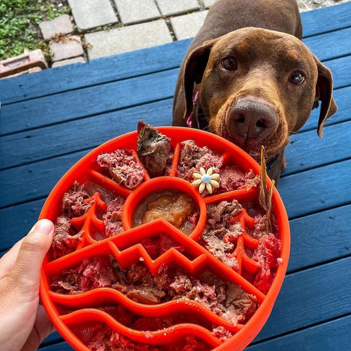 美國Sodapup 户外森林分隔慢食碗（橘）