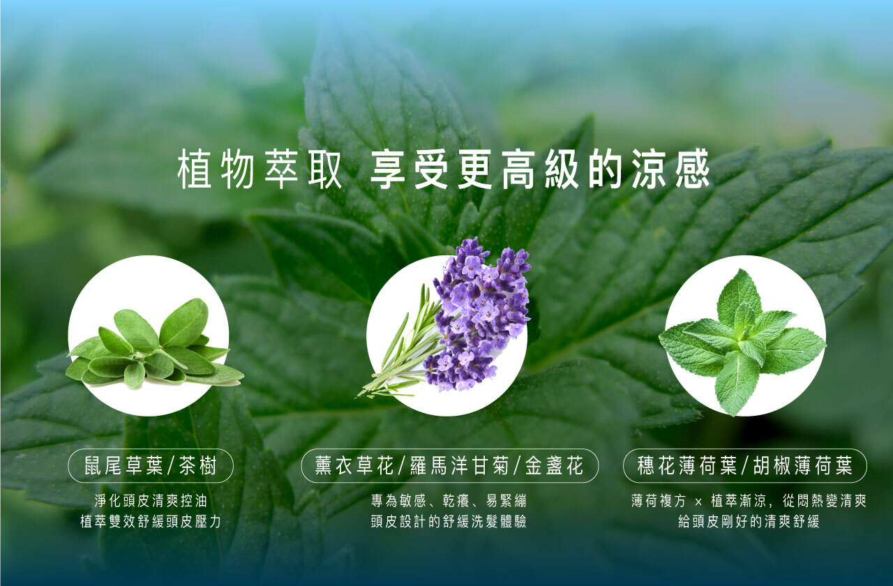 植物萃取;享受更高級的涼感  鼠尾草葉/茶樹: 淨化頭皮清爽控油,植萃雙效舒緩頭皮壓力  薰衣草花/羅馬洋甘菊/金盞花: 專為敏感、乾癢、易緊繃頭皮設計的舒緩洗髮體驗  穗花薄荷葉/胡椒薄荷葉: 薄荷複方 × 植萃漸涼,從悶熱變清爽,給頭皮剛好的清爽舒緩