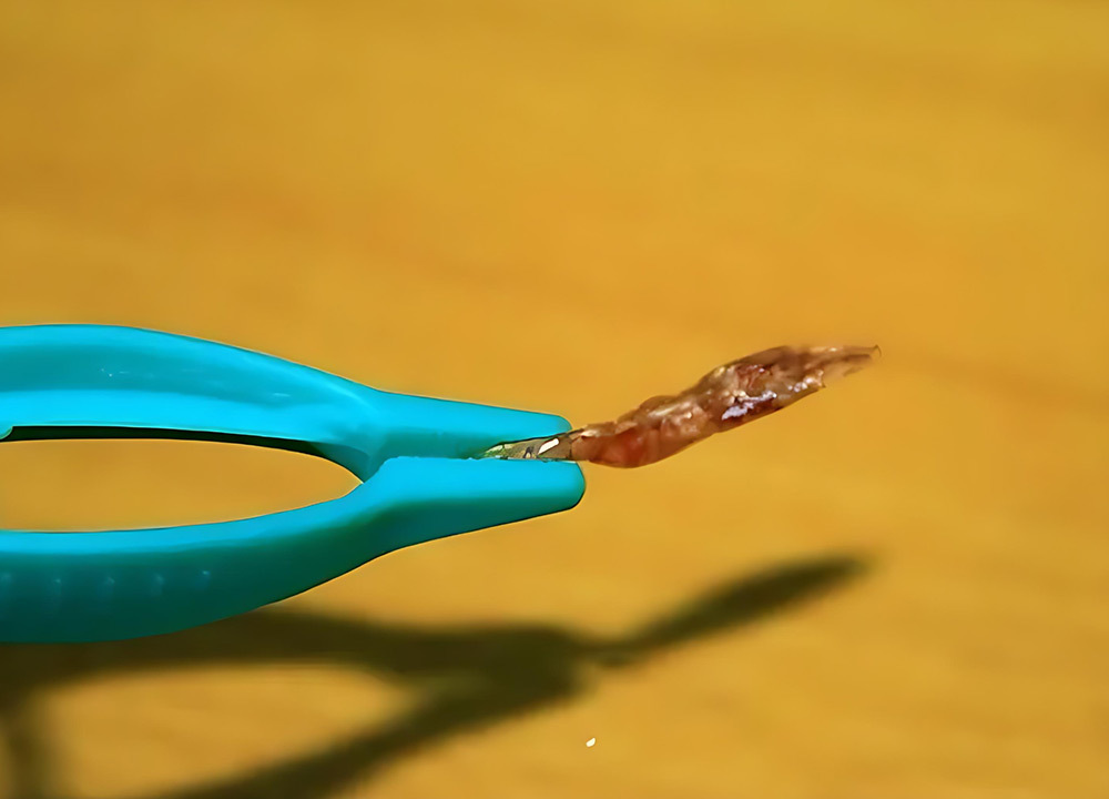 無論是夾取糞便還是餵食蟋蟀與杜比亞,皆能輕鬆上手,是爬蟲飼養者不可或缺的助手