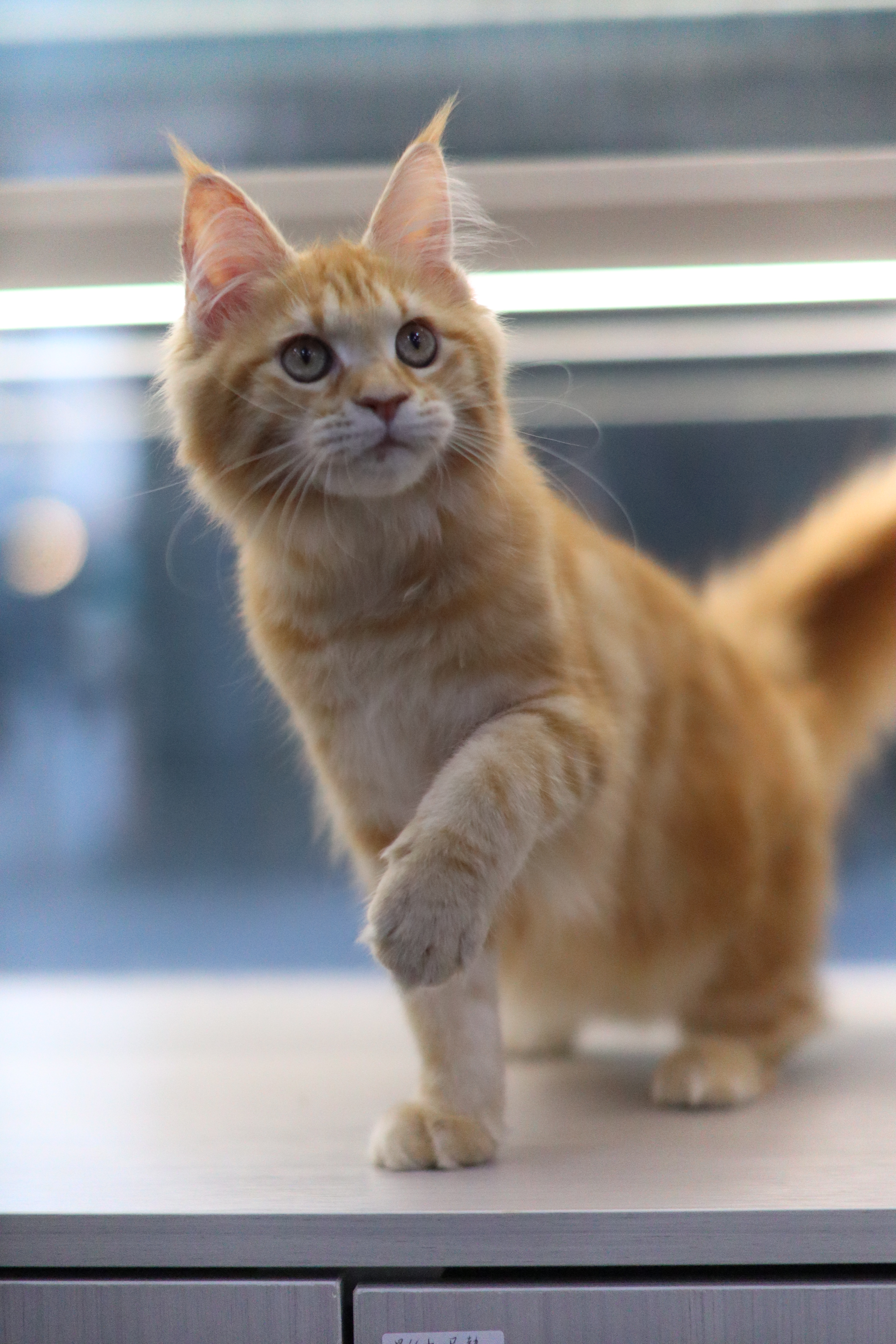 緬因 ｜ 紅虎 ｜ 女女 ｜ 火龍果