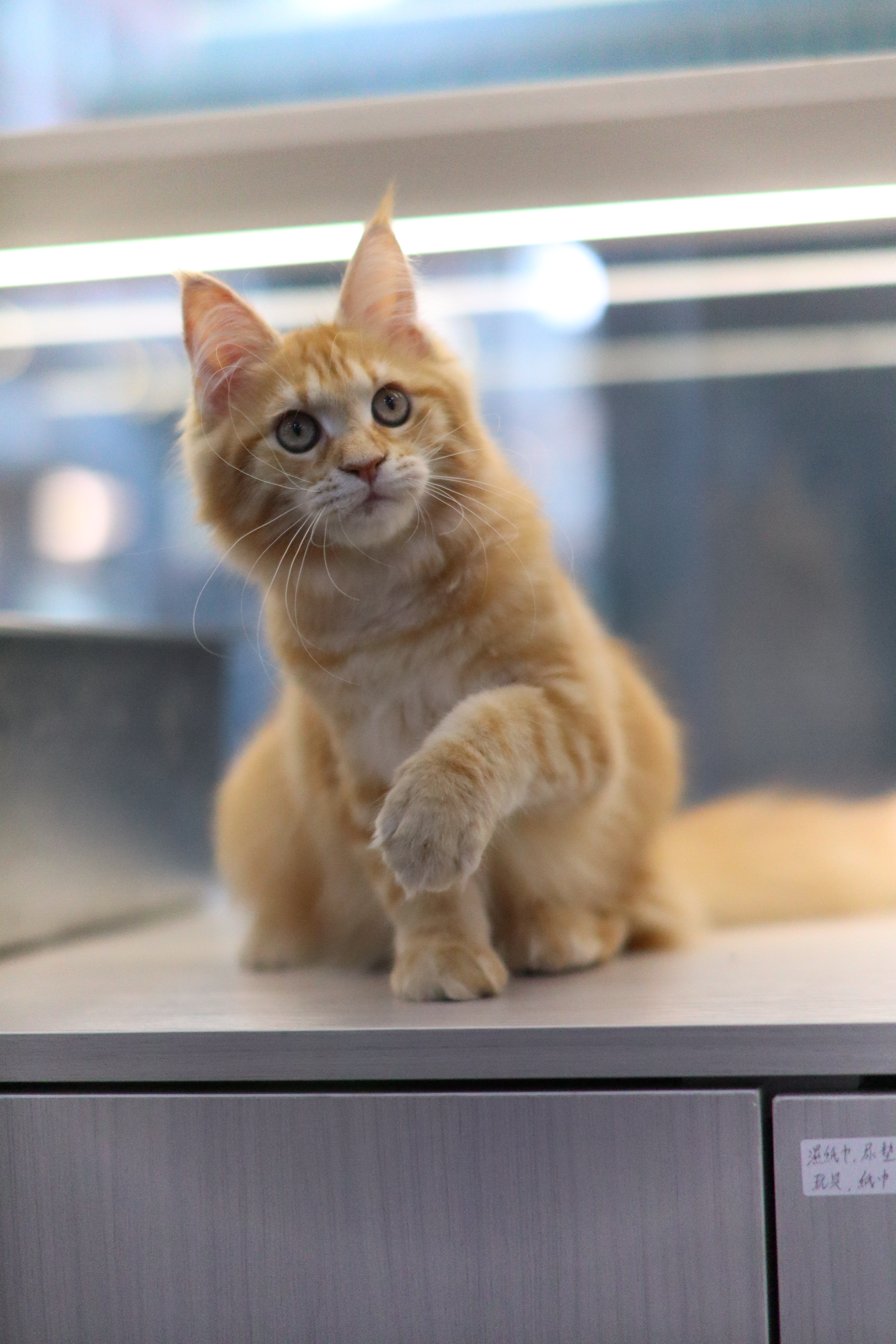 緬因 ｜ 紅虎 ｜ 女女 ｜ 火龍果