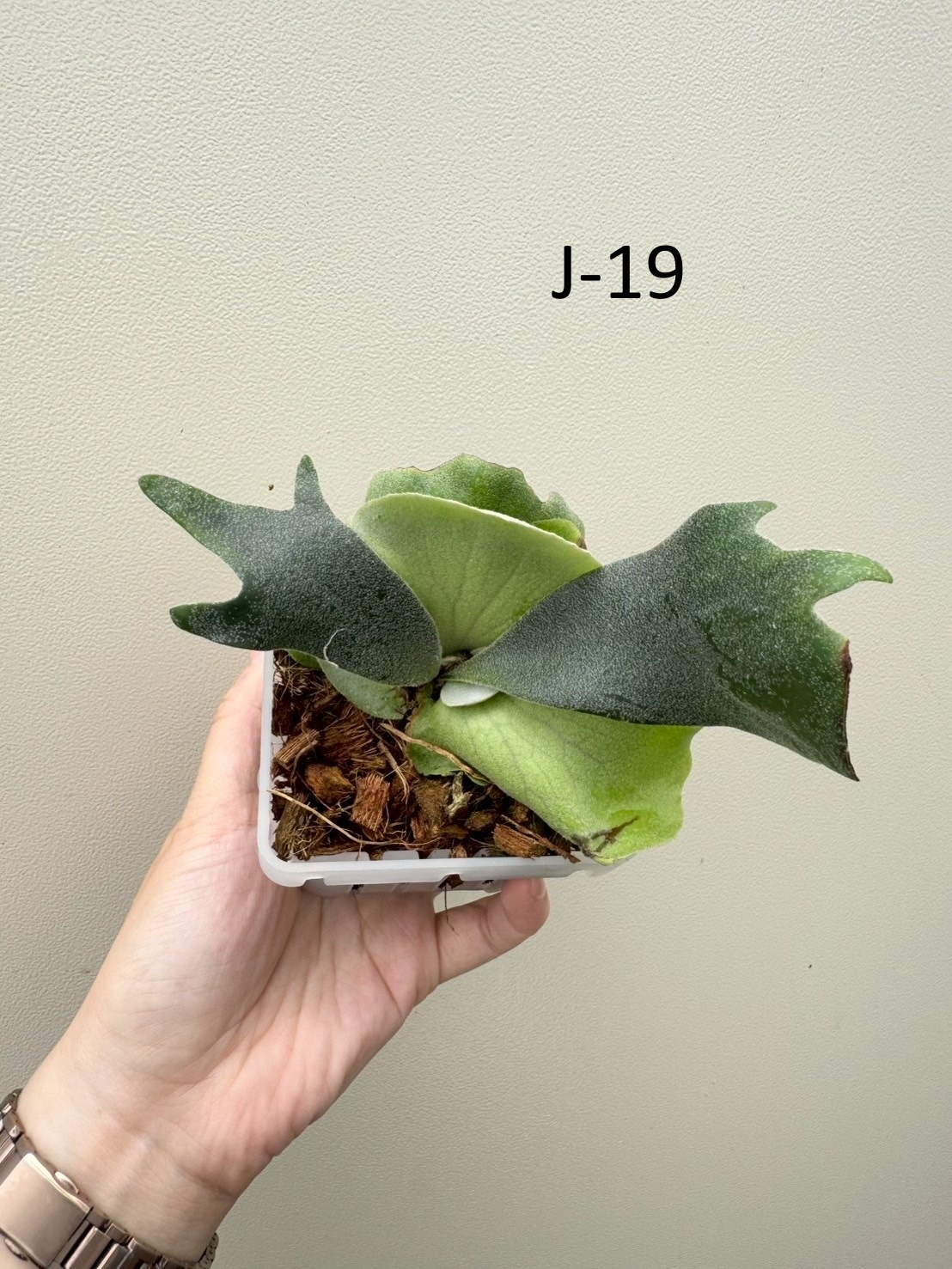 P. willinckii 'OMG', P. willinckii 'Samurai' sporeling