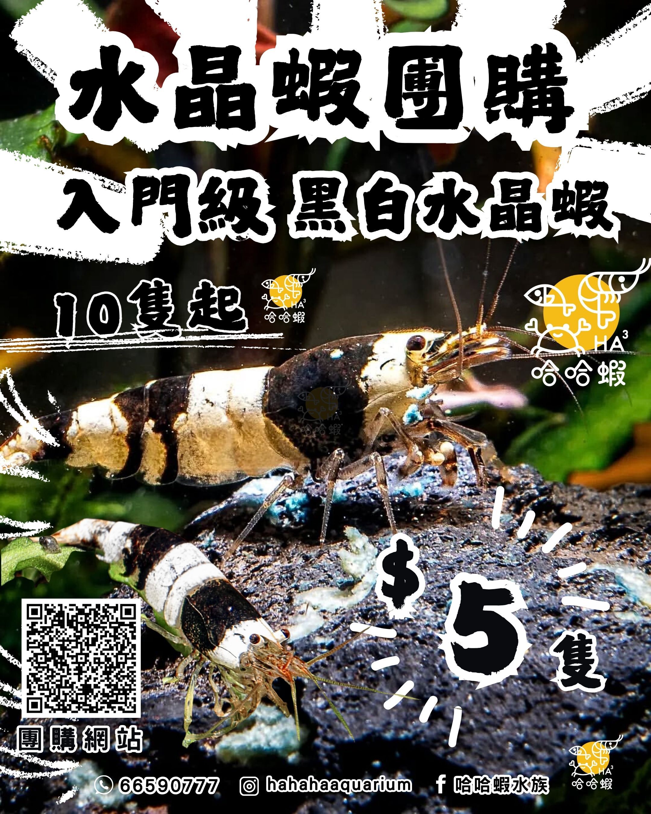 普通黑白水晶蝦 （入門級）[非現貨]