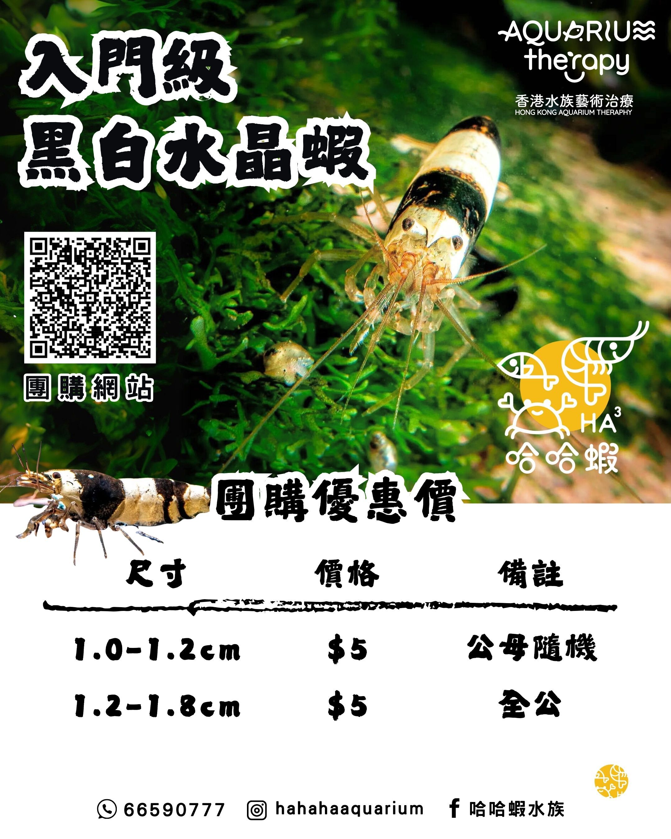 普通黑白水晶蝦 （入門級）[非現貨]