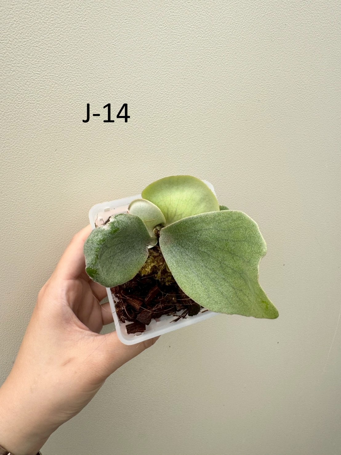 P.Elsa little crown mix スポア P. Elsa,P. willinckii 'Little crown' 12th oasis sporeli