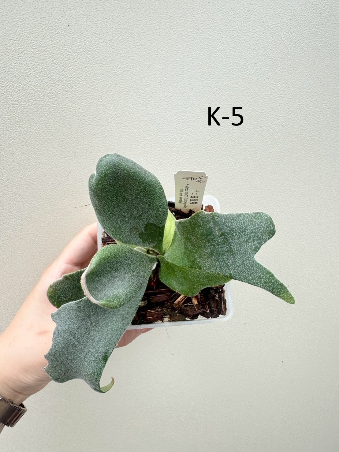 P. willinckii 'OMG', P. willinckii 'Samurai' sporeling